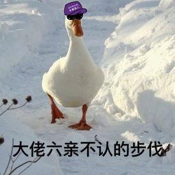 娱乐吃瓜酱鸭鸭视频大全,盘点热门视频大全  第2张