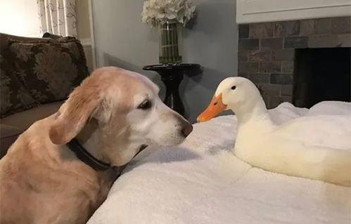 娱乐吃瓜酱鸭鸭视频大全,盘点热门视频大全  第3张