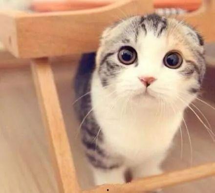 吃瓜娱乐君折耳猫