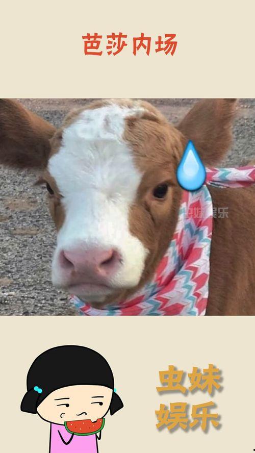 娱乐吃瓜酱飞鸟  第2张