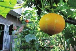 南方电网吃瓜娱乐酱,吃瓜娱乐酱，揭秘电力行业趣味瞬间  第2张